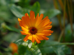 Ringelblume im Waldgarten Christiane Hame