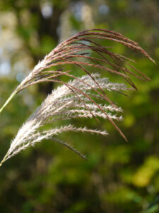 Miscanthus Blüten-Ähren im Waldgarten Hame