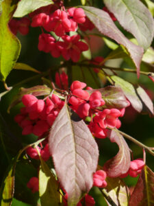 Pfaffenhütchen, Euonymus europaeus, Waldgarten Hame