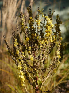 Verbascum, Königskerze im naturzertifizierten Waldgarten - Christiane Hame