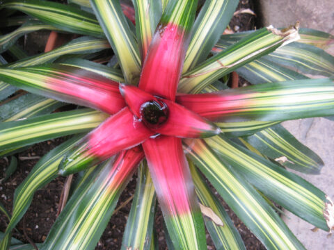 Neoregelia pineliana f. tricolor mit frischem Wasser im Trichter, Wurzerlsgarten