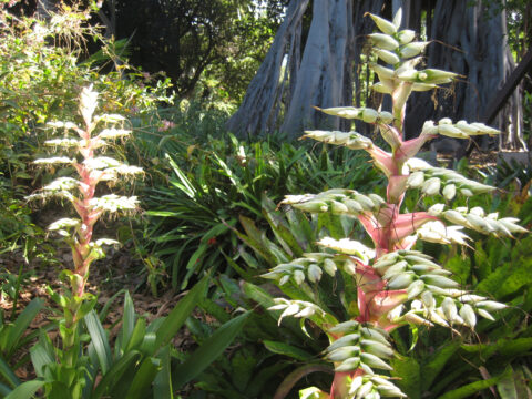 Vriesea geniculata, Bot.Garten Puerto de la Cruz, Teneriffa
