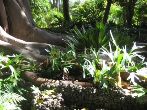 Trichterbromelie hinter einem Hirschgeweihfarn. epiphytische Bromelien und Farne siedeln auch gerne am Fuß von bestimmten exotischen Bäumen, wie hier Ficus columnaris im Bot.Garten Puerto de la Cruz