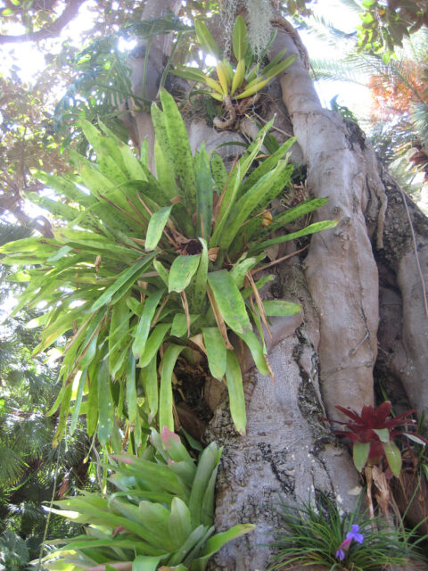 epiphytische Trichterbromelien und Tillandsien am Ficus-Stamm