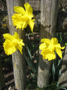 Narcissus, Osterglocken im Klostergarten der Fraueninsel im Chiemsee
