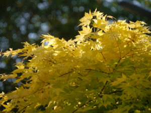 Acer palmatum 'Summergold, Wurzerlsgarten