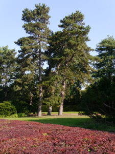 Der Blumenring im Nordpark Düsseldorf