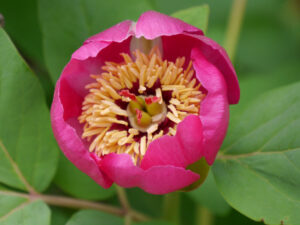 Paeonia turcica auf der Expo 2016