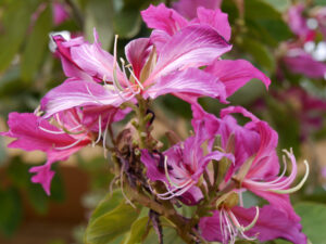 Bauhinia, Orchideenbaum auf der Expo 2016