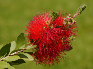 Callistemon, der Flaschenputzer-Strauch auf der Expo 2016