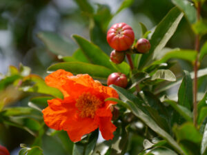 Punica granatum, Granatapfel, Expo Antalya