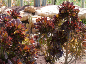 Aeonium 'Schwarzkopf' findet sich im Sukkulentengarten der Expo 2016