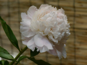 Paeonia lactiflora 'Miraika' auf der Expo 2016