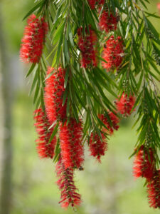 Callistemon viminalis, Expo Antalya
