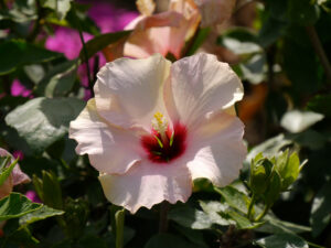 Hibiscus rosa-sinensis auf der Expo 2016