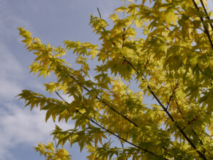 Acer palmatum Thunb., Expo Antalya
