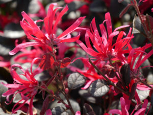 Loropetalum chinense var rubrum, Riemenblatt, Expo Antalya