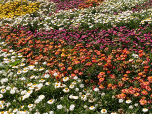 Strohblumen auf der Expo 2016