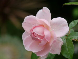 rosa, Rosa 'Bonica 82', Gärtnerei Berthold Picker