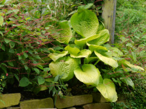 Hosta 'Sum and Substance', Funkie Sämling von Persicaria filiformis 'Lance Corporal', Fadenknöterich,Gärtnerei Berthold Picker