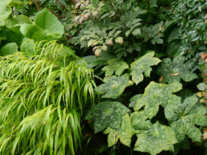  Hakonechloa macra 'Aurea',  Podophyllum cultorum 'Spotty Dotty', Maiapfel;  Actaea simplex 'Pink Spike'; Gärtnerei Berthold Picker
