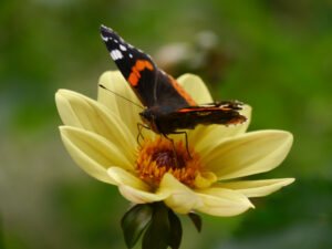 Admiral auf Dahlia ' Bishop of York', Garten Picker