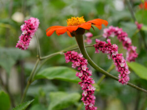 Tithonia rotundifolia, Persicaria orientalis 'Kiss Me Over The Garden Gate', eine rassige Annuellen-Kombination, Gärtnerei Berthold Picker