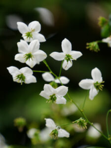 Thalictrum delavayi 'Splendide White', Gärtnerei Berthold Picker