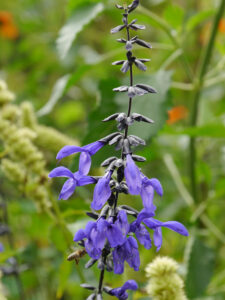 Salvia guaranitica 'Black and Blue', der Guarani-Salbei und Agastache rugosa 'Alabaster', die weiße Koreaminze, im Garten Picker