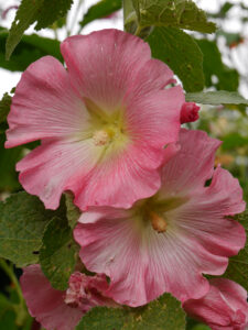 Alcea rosea, Garten Picker