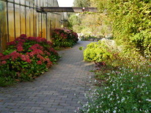 Eingangsbereich der Stauden-Gärtnerei van Diemen, rechts: Salvia 'Hot Lips', Zier-Salbei; Euphorbia seguieriana ssp. niciciana, Steppen-Wolfsmilch; links: Hydrangea macrophylla, Bauern-Hortensie im herbstlichen Farbenspiel