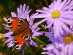 Aster x frikartii 'Mönch' - Sommer-Aster Schmetterling Tagpfauenauge, van Diemen