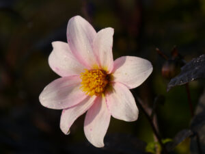 Dahlia 'Twinings After Eight', Dahlie mit weißen Blüten und dunklen Blättern, die Blüten sind durch die schon kühlen Nächte auf dem Bild leicht rosa überhaucht van Diemen
