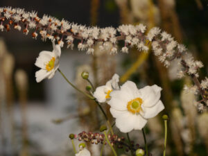 Anemone Japonica-Hybride 'Honorine Jobert', Herbst-Anemone Cimicifuga simplex 'Luftschlange' (Actaea), Silberkerze in der Gärtnerei van Diemen