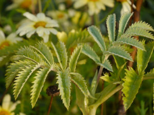 Melianthus major, Großer Honigstrauch, im alten Hausgarten der Staudengärtnerei van Diemen
