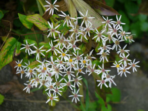 Eurybia divaricata, Gärtnerei van Diemen, 