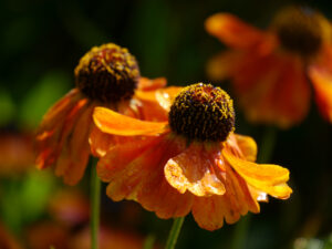 Helenium 'Luc' im Lindengarten der Gärtnerei van Diemen