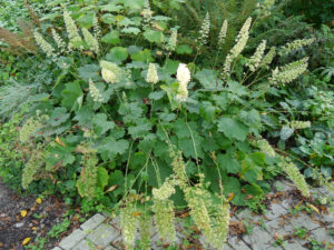 Lindengarten, Heuchera villosa var. macrorrhiza, van Diemen