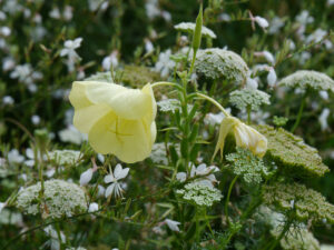 Oenothera  glazioviana, Nachtkerze; Oenothera lindheimeri 'hohe Selektion - Ewald Hügin' - (Syn. Gaura), Prachtkerze Ammi majus 'Snowflake', Knorpelmöhre, Schaugarten der Staudengärtnerei van Diemen