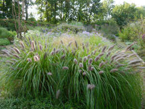 Im Lindengarten, dem naturnahen Schaugarten der Gärtnerei van Diemen 