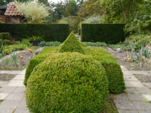 Zentrum des Gemüsegartens mit Buchs-Topiary. 