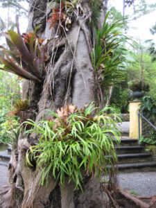 Ficus mit Epiphyten, Farnen und Bromelien bestückt, im Eingang des Botanischen Gartens, Puerto de la Cruz