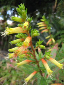 Cuphea jorullensis im Botanischen Garten von Puerto de la Cruz