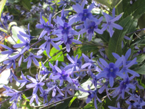Petrea volubilis, Purpurkranz, im Botanischen Garten von Puerto de la Cruz