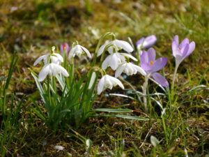 Galanthus nivalis 'Flore Pleno', kleines gefülltes Schneeglöckchen, in Wurzerlsgarten