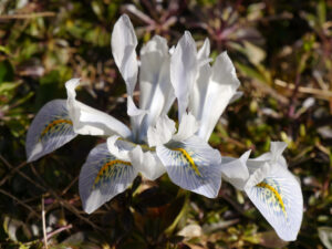 Iris histrioides 'Frank Elder', Wurzerlsgarten