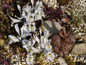 Iris histrioides 'Frank Elder', Wurzerlsgarten