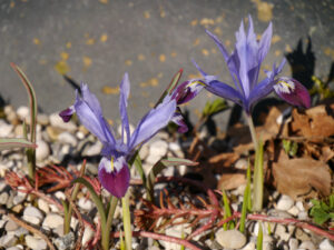 Iris histrioides 'Halkis', Wurzerlsgarten