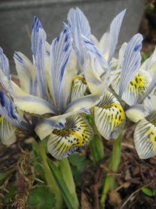Iris histrioides x winogradowii 'Katherine Hodgkin', Orchideeniris, in Wurzerlsgarten