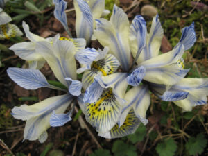 Iris histrioides x winogradowii 'Katherine Hodgkin', Orchideeniris, in Wurzerlsgarten
